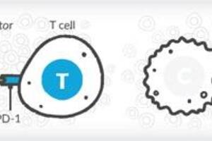 Điều trị ung thư theo Liệu pháp miễn dịch